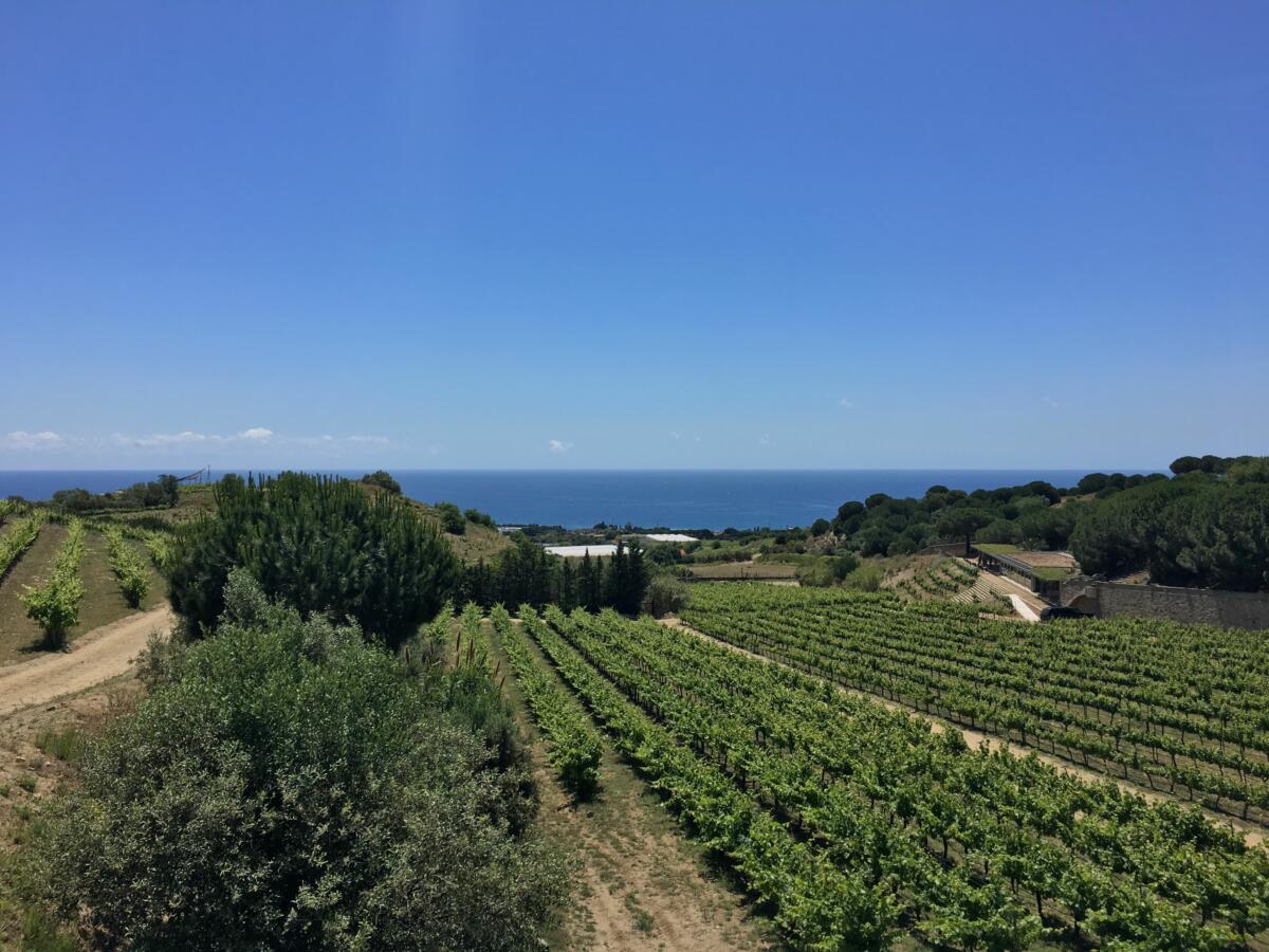 Sail on a Gulet and Visit a Winery in Alella with Wine Tasting