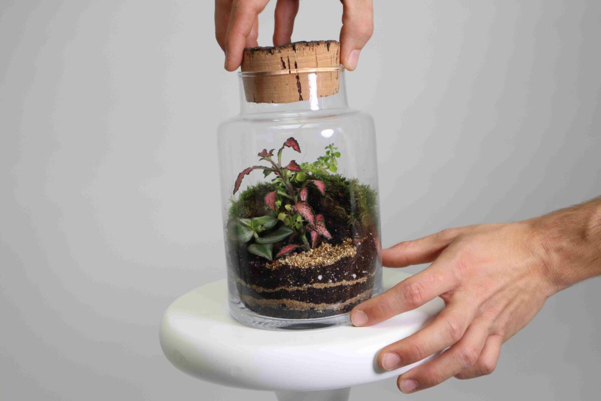 Crea Tu Propio Terrario