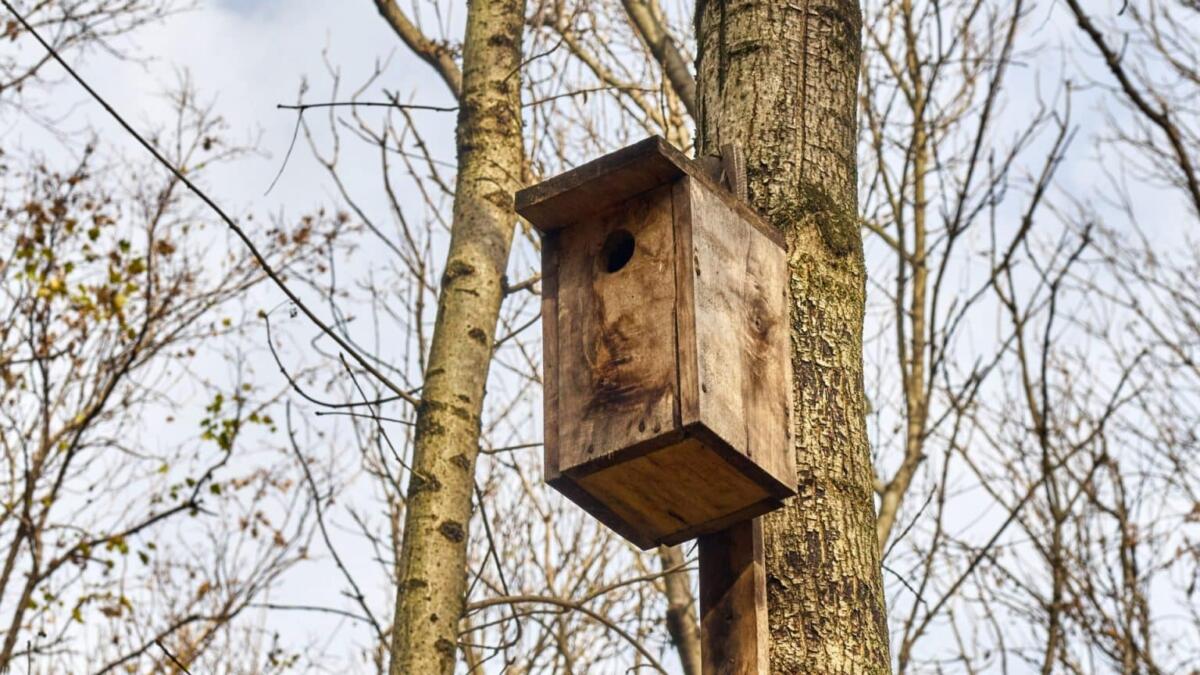 Construye tu caja para insectos